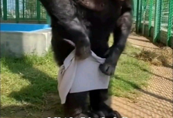 动物性行为视频大全,视频大全中的自然奇观